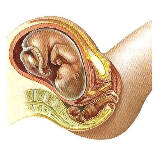 EL PARTO El embarazo finaliza con el parto, o salida del bebé ya formado al exterior a través de la vagina.