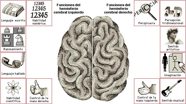 El cerebro y sus lados