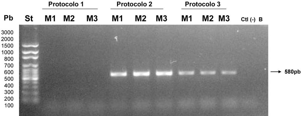 EHNV Figura 1. Chequeo en triplicado del protocolo EHNV en tres condiciones de PCR.