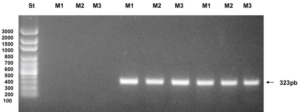 IHNV-(N) diluido Figura 3. Chequeo en triplicado del protocolo de IHNV en tres condiciones de PCR.
