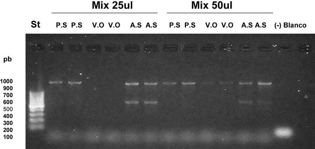 16S Eubacteria Figura 4. Chequeo en duplicado del protocolo 16S Eubacteria en dos condiciones de PCR para P.S (P.salmonis), V.O (V. ordalii) y A.