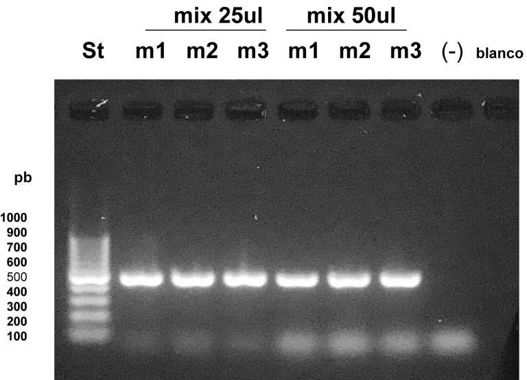 Vibrio ordalii Figura 6. Chequeo en triplicado del protocolo de Vibrio ordalii en dos condiciones de PCR.