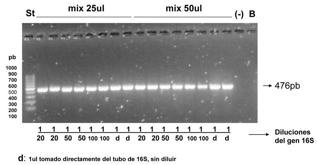 Chequeo en duplicado del protocolo de P.salmonis en ocho condiciones de PCR.