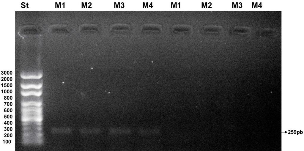 B-Actina de Pejerre Figura 10. Chequeo en triplicado del protocolo de B-actina Pejerrey en tres condiciones de PCR.
