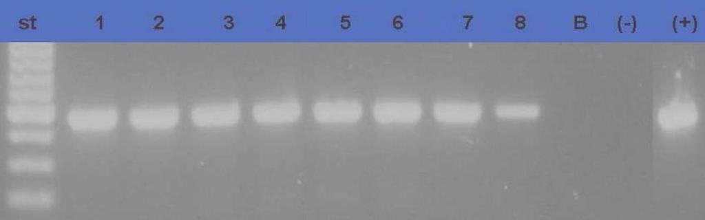 problema. P.salmonis Figura 12. Electroforesis en gel de Agarosa al 2%: Se realizaron distintas diluciones para comprobar que nuestro protocolo es capaz de detectar como mínimo 1 ng de DNA bacteriano.