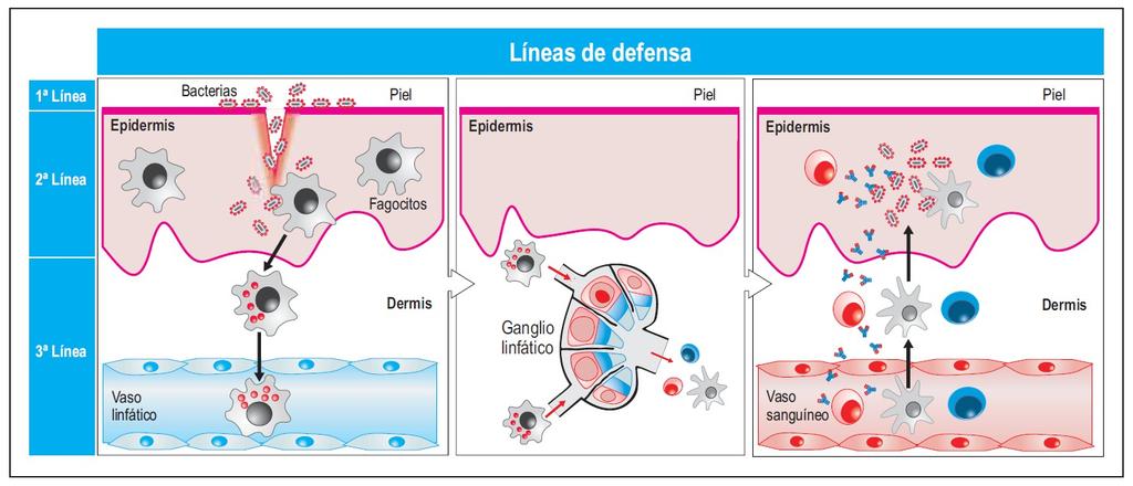 La major part dels microbis no aconsegueixen travessar les defenses externes (1a línia defensiva, com la pell i les mucoses), però si