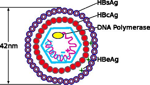 Virus hepatitis B Familia: Hepdnaviridae (Hepatotrópico DNA virus) Género: Orthohepdnaviridae