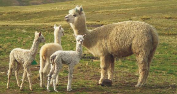 6 Parición en Alpacas Las alpacas son pastoreadas conjuntamente con las llamas, ovinos, vacunos e inclusive caballos y burros, ocasionando una