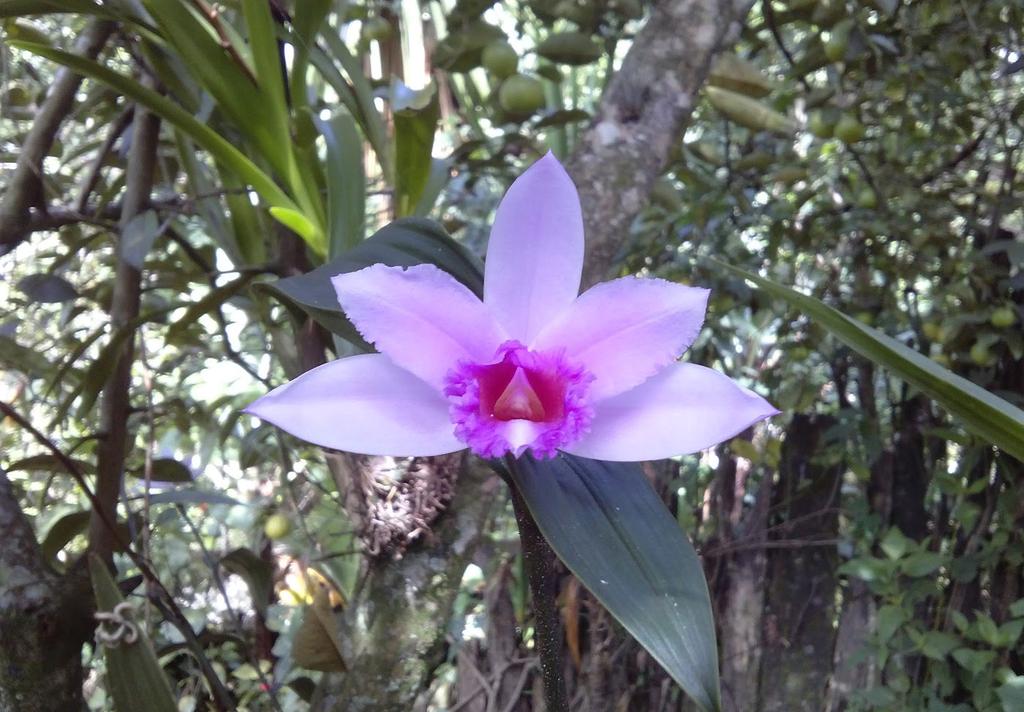 etnoecológicos de orquídeas