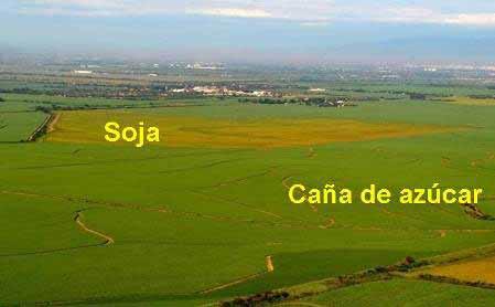 EXPANSION DEL CULTIVO DE CAÑA DE AZUCAR EN EL AREA GRANERA TUCUMANA En la última década se constató en la provincia de Tucumán, un proceso de expansión de cultivos de caña de azúcar hacia zonas