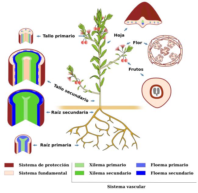 1. Órganos vegetales Figura 1: Esquema de los principales órganos de una planta vascular dicotiledónea.