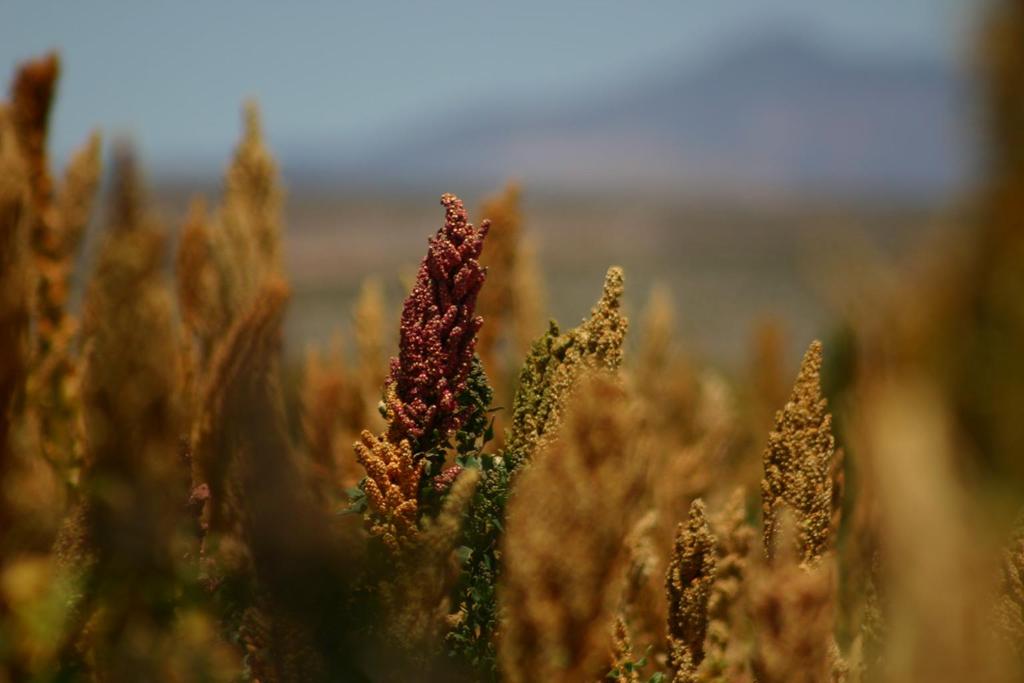 Introducción alta diversidad genética de la quinoa varios actores varios países varios usos Un objetivo: como pensar las