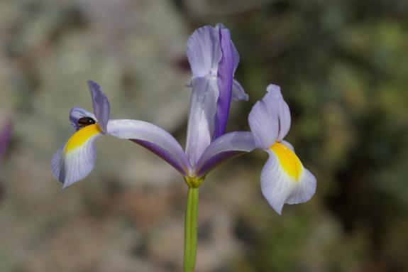 Xiphion vulgare Mill. Iris xiphium L. Otra especie frecuente y algo común, que sin ser rara tampoco es excesivamente abundante.