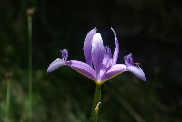 Hervás -- Xiphion filifolium (Boiss.) Klatt Iris filifolia Boiss. Endemismo del sur peninsular, en provincias de influencia marítima.