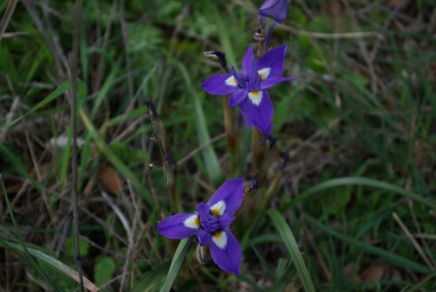 Iris sisyrinchium L. Moraea sisyrinchium (L.