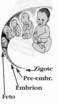 Cambio del concepto de embrión Informe Warnock «Un embrión humano no puede pensarse como una persona humana, ni siquiera como una persona humana potencial: es simplemente un conjunto de células que,