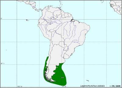 DISTRIBUCIÓN GEOGRÁFICA Y HABITAT Es una especie de distribución restringida a las aguas templadas del sur de América del Sur, en el Pacífico su distribución norte es fuera de la costa de Valdivia