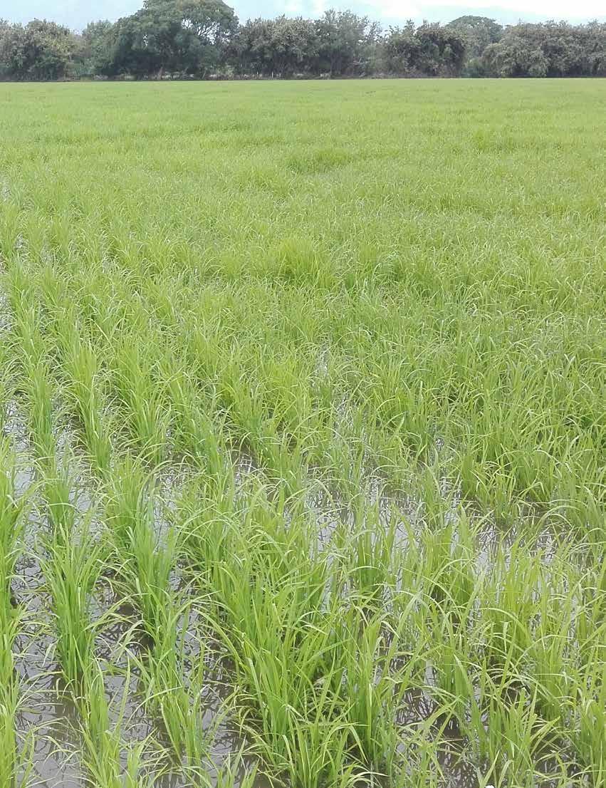 23 Investigación - Fedearroz- Fondo Nacional del arroz El programa adopción masiva de tecnología AMTEC, nació en el 2012 en el marco de dos grandes retos que afronta el sector arrocero, el cambio