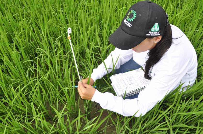 27 Investigación - Fedearroz- Fondo Nacional del arroz El tipo de la semilla es otra práctica agronómica determinante, el uso de semilla certificada garantiza tener semilla de alta calidad, con