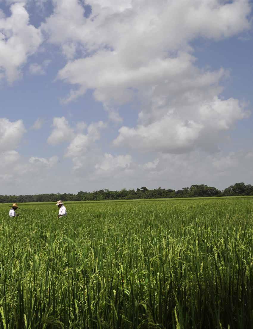 29 Investigación - Fedearroz- Fondo Nacional del arroz El sistema de riego, cuenta con un mayor grado de control sobre las labores agronómicas, por lo tanto, la explicación de variación en los