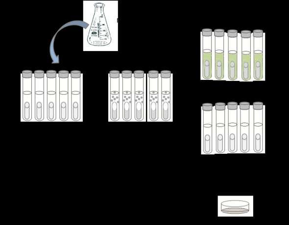 Metodología Prueba presuntiva de microorganismos coliformes totales 1. A partir de la muestra de agua inocular 20 ml en cada uno de los tubos con CLSS (3X) con campana de Durham (Figura 12). 2. Incubar los medios a 35 C durante 24 hrs.