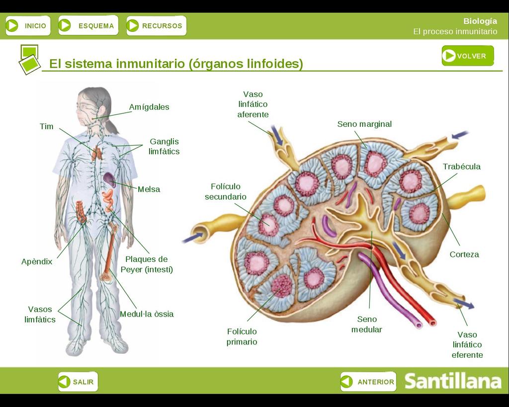 Teixits i òrgans limfoides Teixits i òrgans relacionats amb la formació, la maduració i l'acumulació de limfòcits.