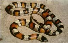 Patrones de serpientes Serpiente real común