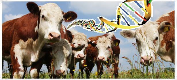 TECNOLOGÍA GENÓMICA APLICADA AL MEJORAMIENTO ANIMAL Los avances en genética bovina internacional fueron el producto del esfuerzo conjunto entre productores de la actividad, empresas dedicadas a la