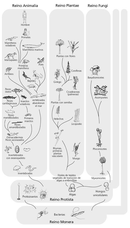 Biodiversidad Animal: vertebrados e invertebrados Planta: musgos, helechos coníferas y plantas con flores Fungi: hongos Protista: eucariotes,