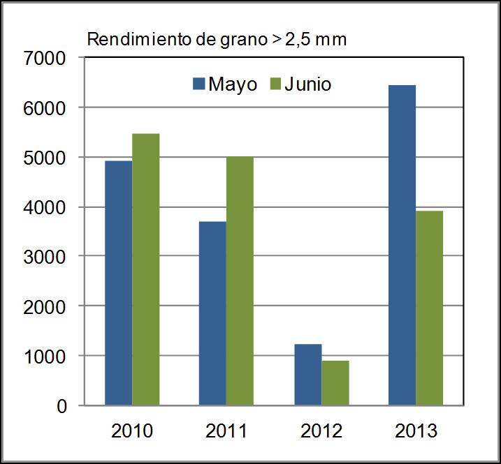 Rendimiento de grano de ciclos largos en siembras de mayo y junio I.