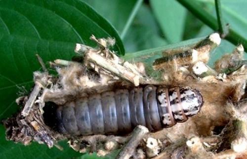 El capullo crece con la larva, y llega a unos 5 cm de largo. Pupa, etapa corta, en otoño.