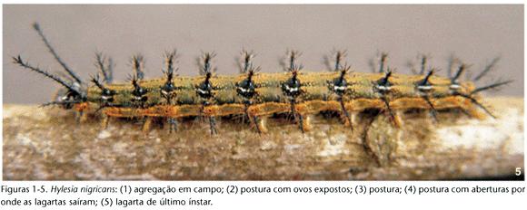 Hylesia nigricans Bicho quemador Fam: Hemileucidae. Orden: Lepidóptera. Daños; defolia salicáceas y otras especies forestales.
