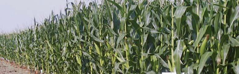 2 EXPERIMENTACIÓN DEL ITGA EN la campaña 2006 se han llevado a cabo diferentes experiencias con variedades de maíz. El campo de ensayos se ha ubicado en la Finca Experimental de Cadreita.