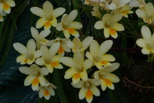 Freesia refracta (Jacq.) Klatt Gladiolus refractus Jacq.
