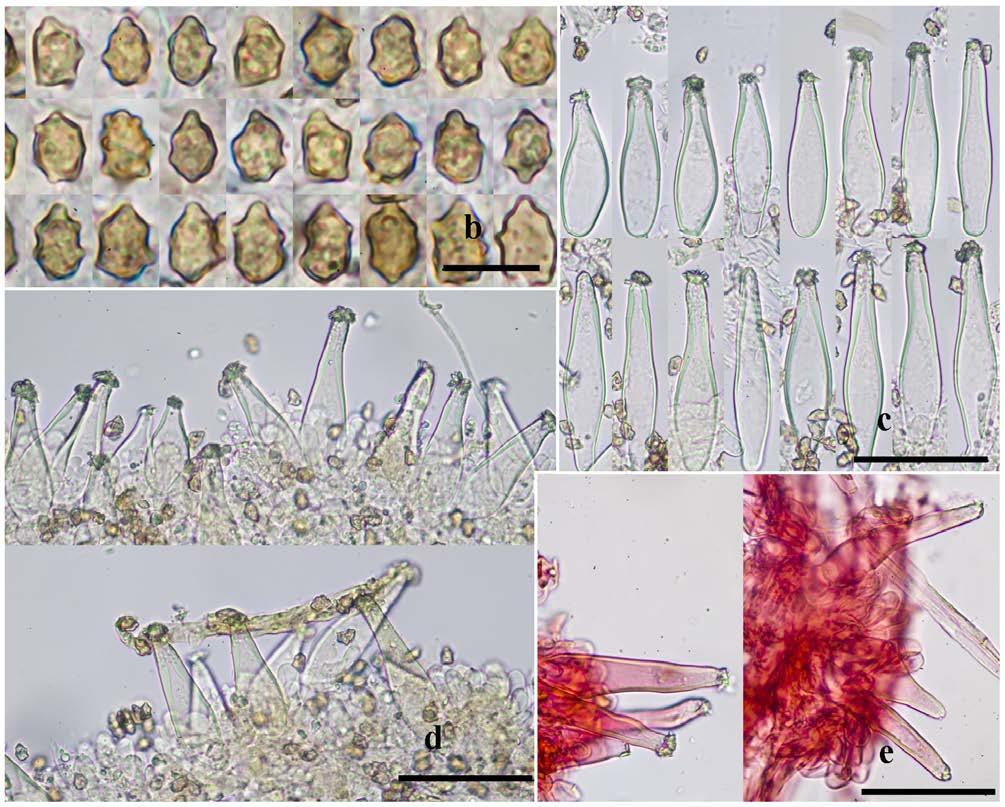 Caracteres morfológicos de Inocybe castanea. b. Basidiosporas, c. Pleurocistidios, d. Queilocistidios, e. Caulocistidios en la base del estípite, Escala: 10 µm = b; 50 µm = c, d, e.