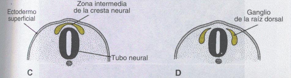 SNC: est. tubular cerrada porción caudal estrecha: m.