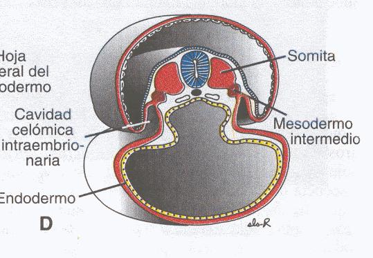Derivados de la hoja MESODÉRMICA: Día 17 cel. línea media mesodermo paraaxial 3 era sem. segmentación=somitómeras cefálica =neurómeras mesenquima cefál.