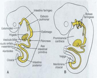 (embrión-saco vit) (intestino medio) Plegamiento extremos: curva cefálica y caudal Intestino ant: membrana bucofaringea se rompe al