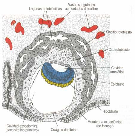 Disco germinativo bilaminar 2ª sem desarrollo Día 8 trofoblasto/citotrofoblasto (capa int-mitosis) \ simcitiotrofoblasto (capa ext- no mitosis) embrioblasto / c. hipoblástica \ c.