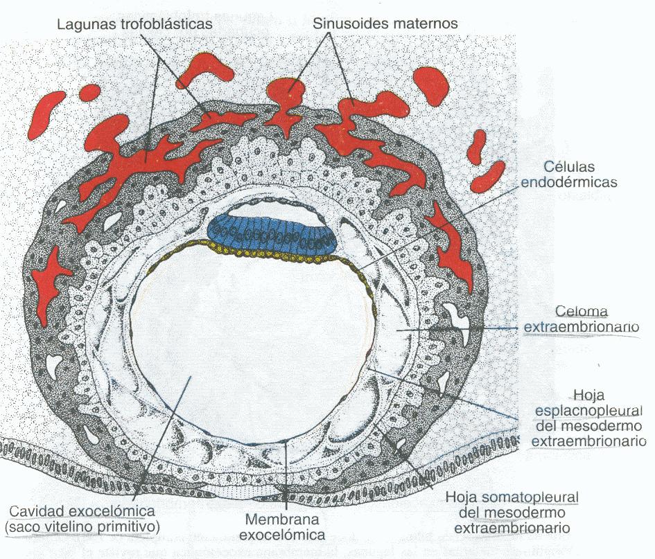 Día 11-12 inclusión total sincitio se introduce en estroma endometrial ( vascularizado) sangre materna penetra en lagunas trofoblasticas (circ.