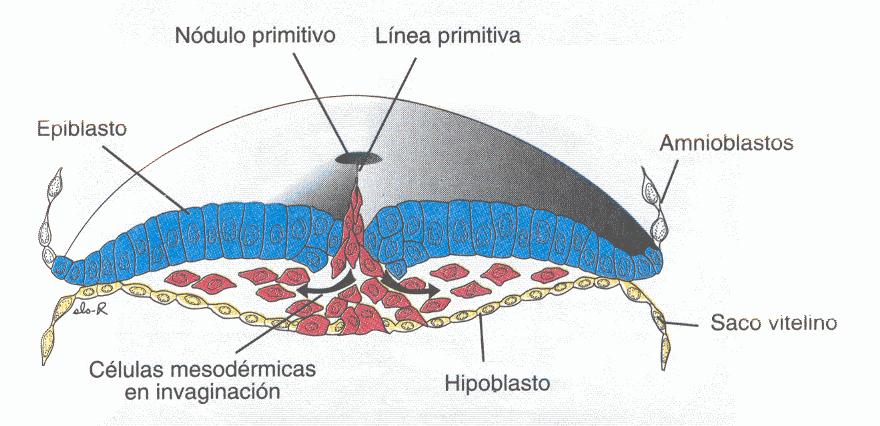 (ectodermo) (15-16) (embrión 1mm) cel.