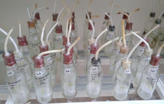 Imagen 2: Frascos de vidrio de 413 ml etiquetados y listos para esterilizar en la autoclave. Obtención de los explantes Los explantes de A.