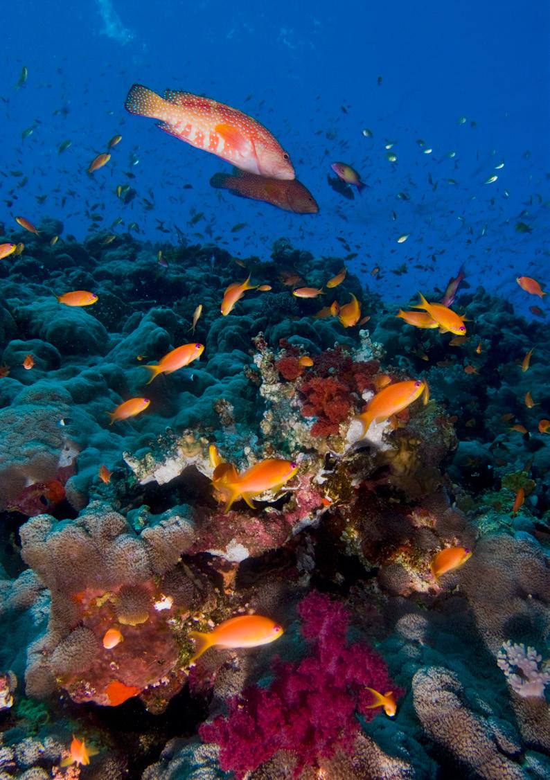 Mar Rojo Sur- Egipto Islas Brothers, Daedalus y Elphinstone Extensión en Hurghada nicosbs Los fondos del Mar Rojo están sin duda entre los mejores del mundo.