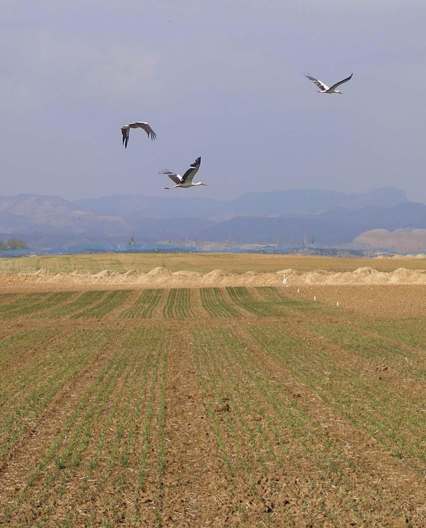 Medidas Agroambientales en secanos semiáridos: Evaluación de resultados mediante indicadores de calidad del suelo En este artículo informamos de forma resumida sobre un estudio que se ha llevado a
