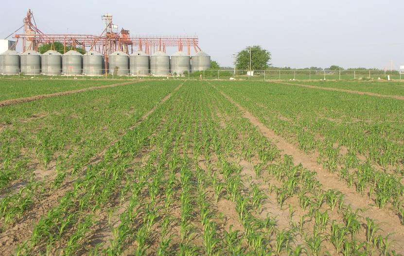 Figura 9. Estado vegetativo del sorgo en el cual es recomendable aplicar herbicida si se presenta maleza. COSECHA La cosecha se realiza cuando el grano de sorgo tenga entre 16 y 18% de humedad.
