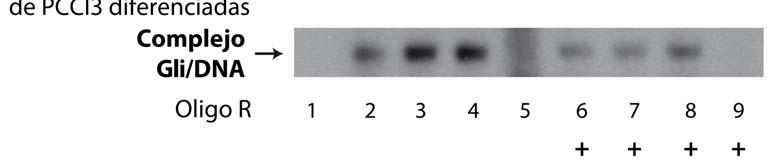 Unión de los factores de transcripción Gli al promotor de Titf1 murino Figura suplementaria 1: Unión de los factores de transcripción Gli sobre el promotor de Titf1: Ensayo de retardo en gel (EMSA)