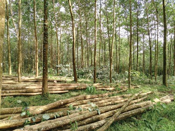 Resumen La Oficina Nacional Forestal (ONF) realiza de manera continua, desde 2001, la actualización de las estadísticas del uso de la madera.