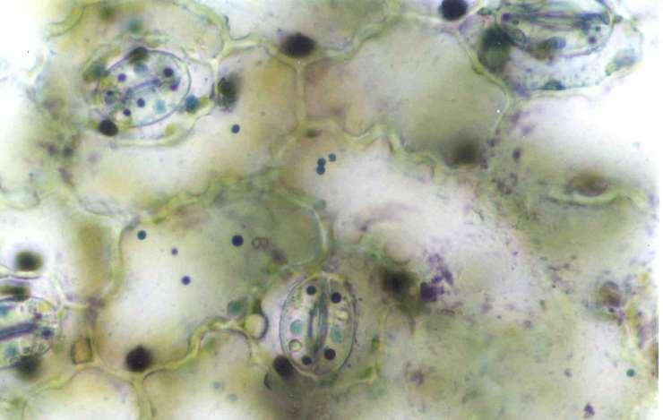 Células del complejo estomático vistas en la superficie de la hoja Células guardianas u oclusivas