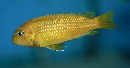 Pseudotropheus johannii (Cobalto) Oreochromis mossambicus (Tilapia de Mozambique) 8b.