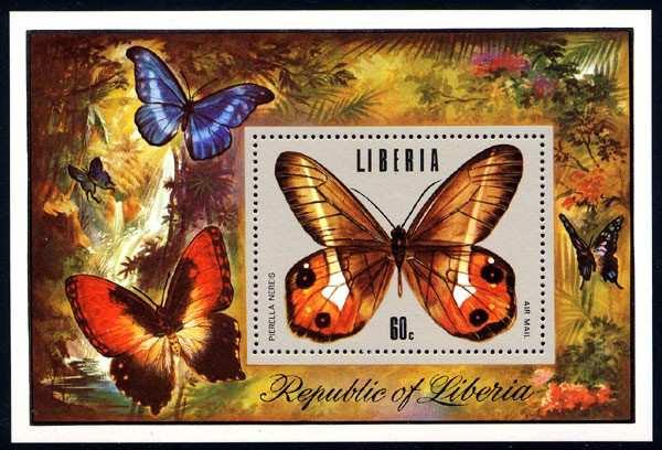 Lepidoptera : Nymphalidae : Satyrinae : Pierella nereis.